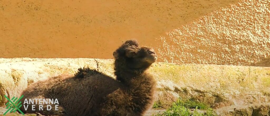 Fiocco azzurro al Bioparco di Roma: è nato Frosi, il piccolo cammello della Battriana