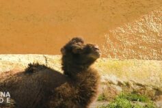 Fiocco azzurro al Bioparco di Roma: è nato Frosi, il piccolo cammello della Battriana