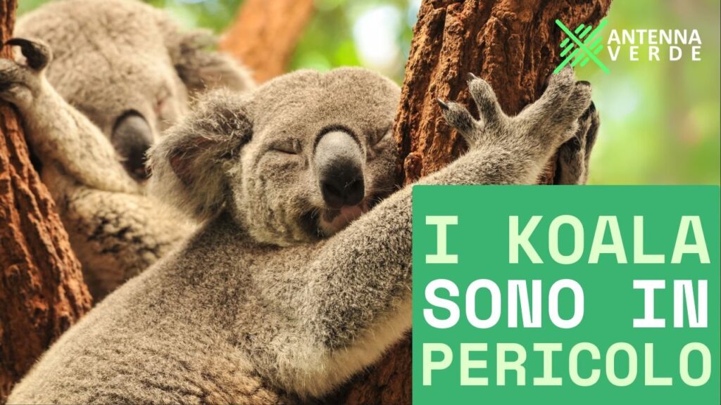 Il 3 maggio è la Giornata Mondiale del Koala: un simbolo della crisi ambientale globale