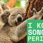 Il 3 maggio è la Giornata Mondiale del Koala: un simbolo della crisi ambientale globale