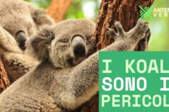 Il 3 maggio è la Giornata Mondiale del Koala: un simbolo della crisi ambientale globale